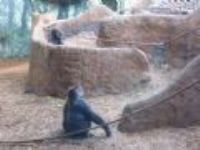 2003 Winter: 多倫多動物園一日遊